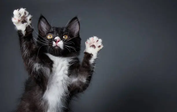 Ring ring: gatito aprende a timbrar para que su dueña le abra (+video)