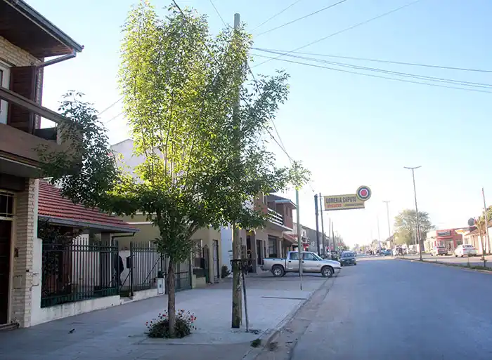 Falta de árboles, una responsabilidad compartida