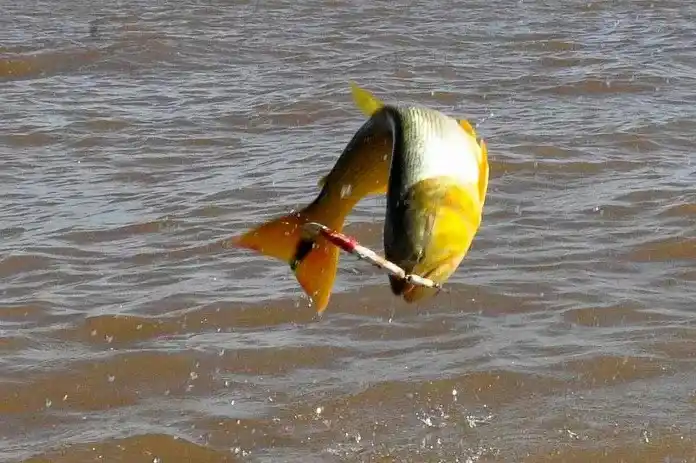 Ya rige la prohibición de pescar el dorado en Entre Ríos: cuáles son las excepciones y las multas