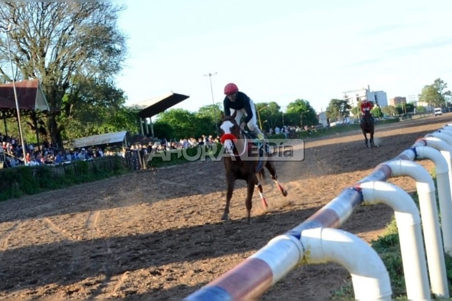 Se desplomó un caballo en plena carrera y un joven de 23 años terminó en el Hospital Centenario