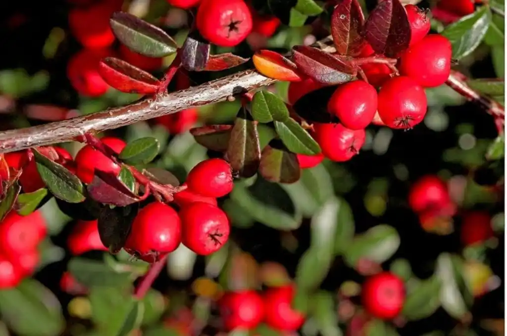 Cotoneaster, la “súper planta” que absorbe la contaminación del aire
