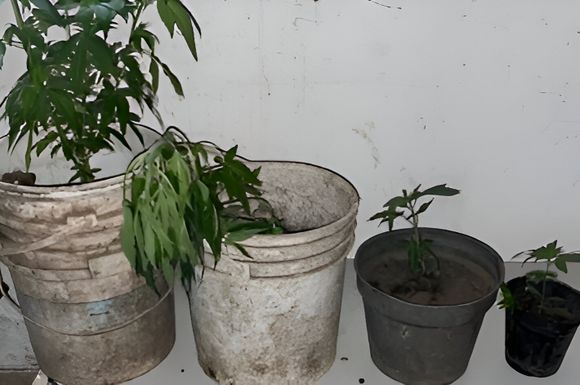 Fueron a allanar por un hurto y encontraron plantas de marihuana