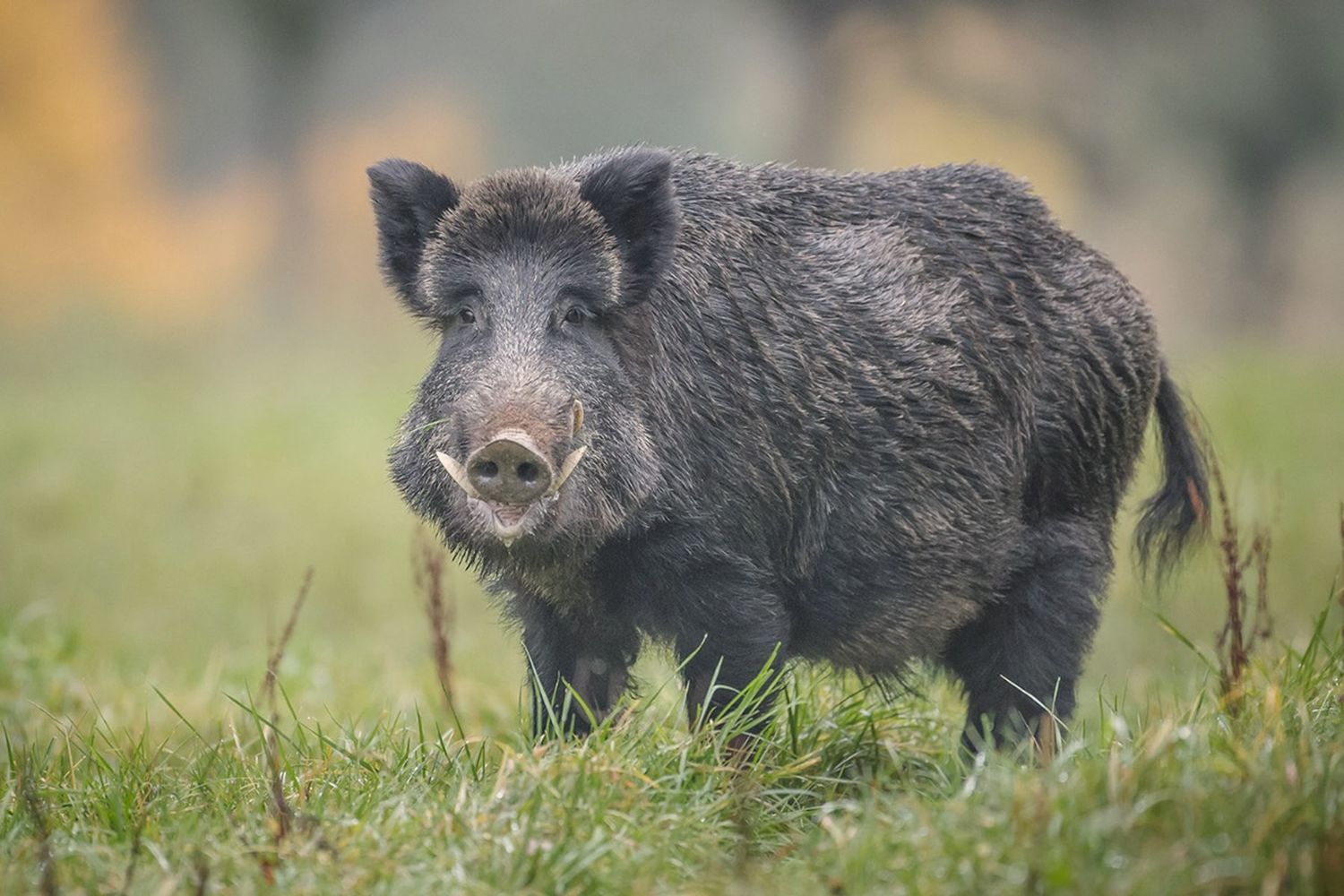 Jabalí, una de las especies invasoras en nuestra zona