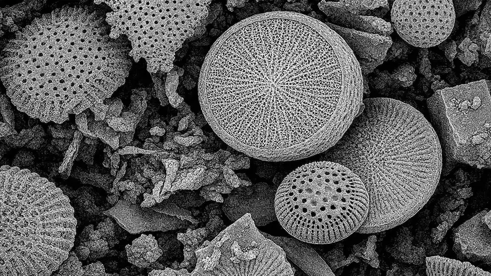 Destacaron que la presencia de los micro y nanoplásticos es generalizada a nivel global.