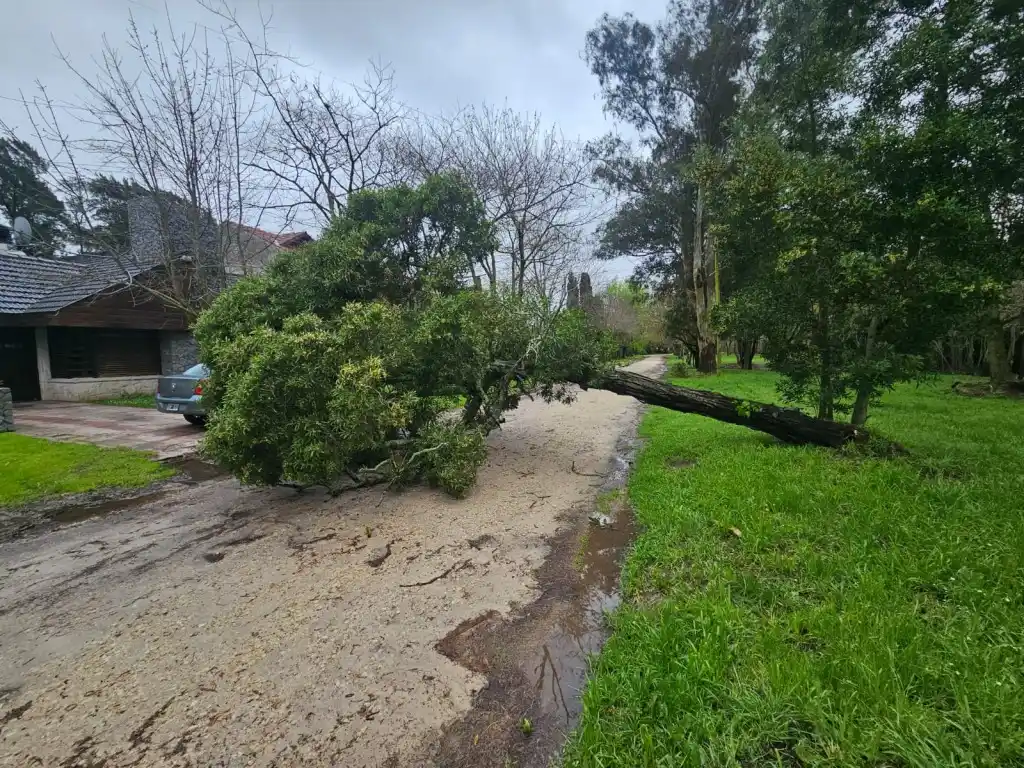 Las ráfagas de viento causaron innumerables daños en la localidad marplatense