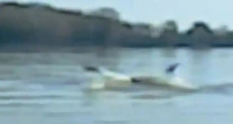 Una ballena por el río Paraná