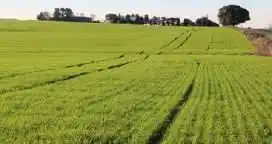 Entre Ríos sembró poco trigo
