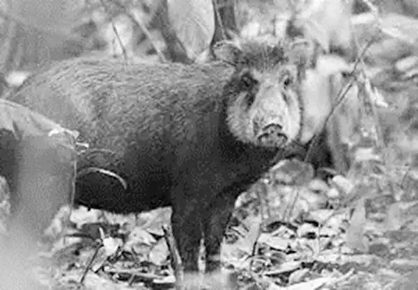 CON LA MUERTE CERCA  - Estampa de la costa del Arroyo Chañar