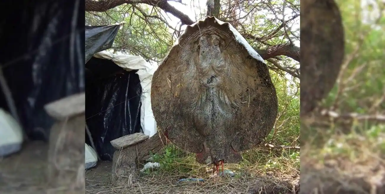 La raya colgada, de gran tamaño, en la zona de islas. Crédito: Comunidad Originaria Corondá.
