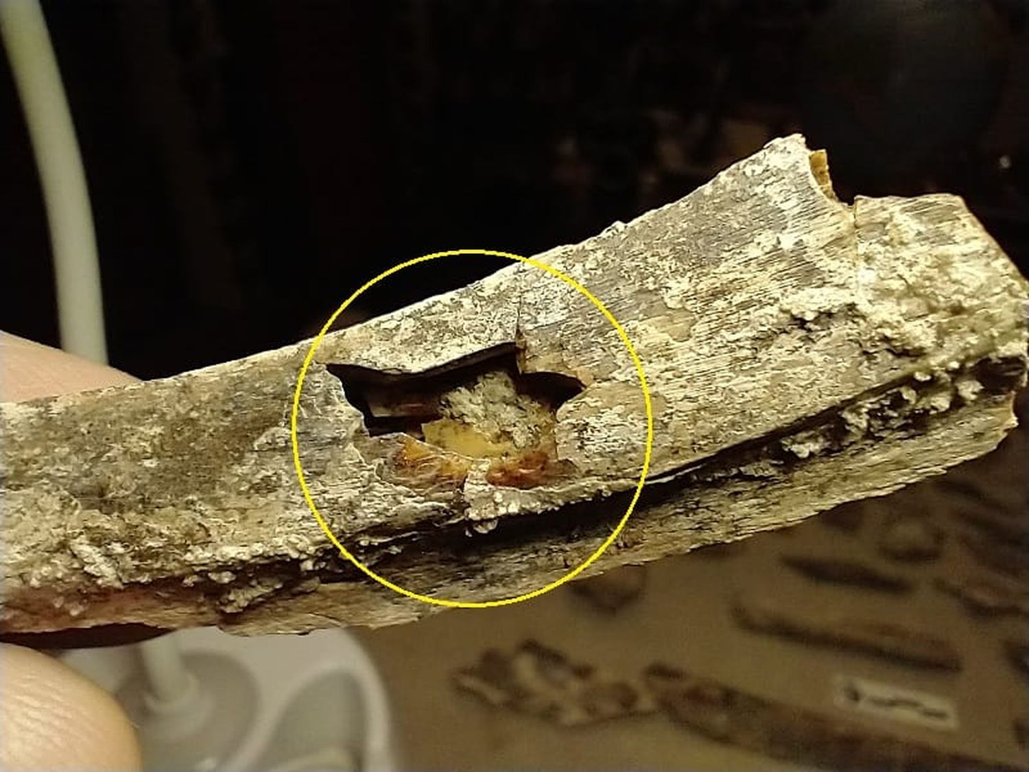 Triple hallazgo del Museo Paleontológico en Ingeniero Moneta