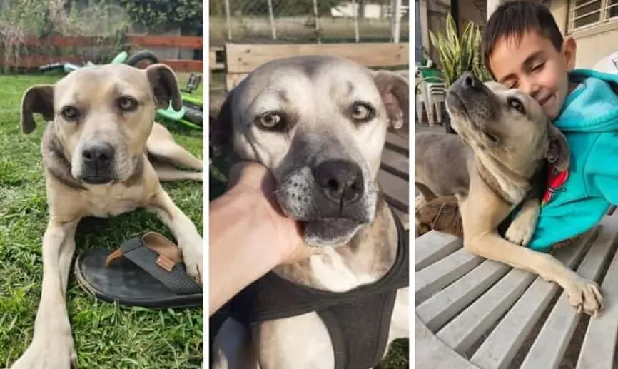 ISA la mascota perdida