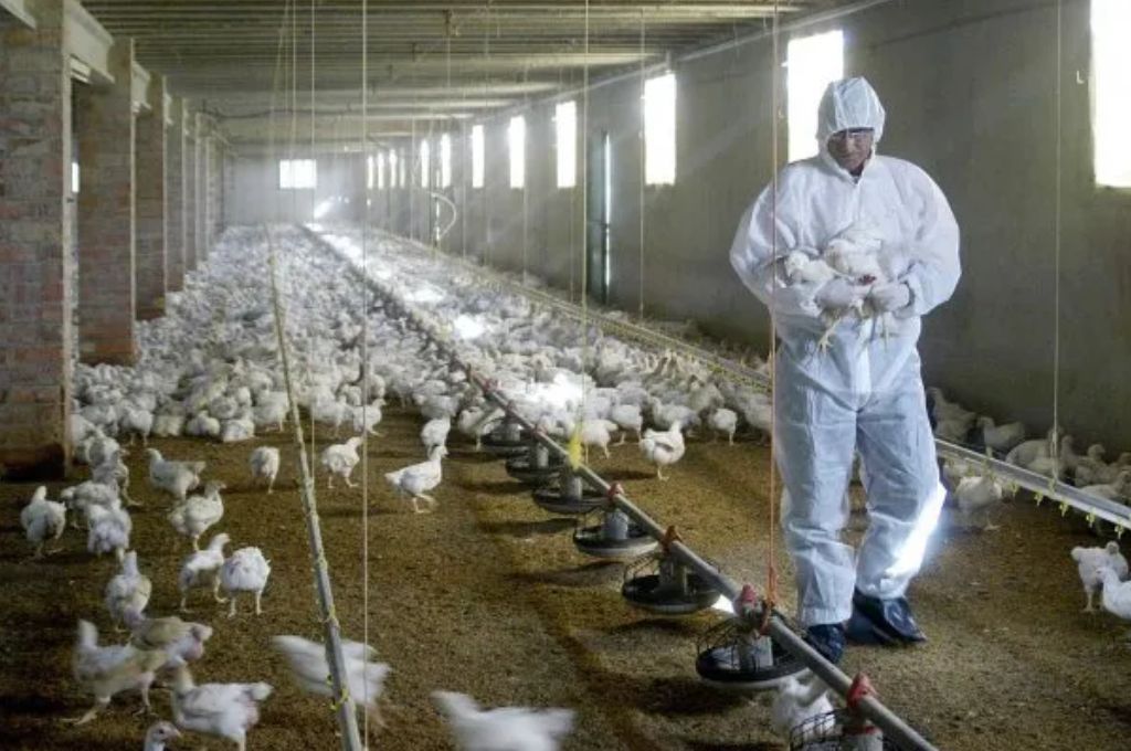 Refuerzan los controles en las fronteras de Entre Ríos y Uruguay por los casos de gripe aviar