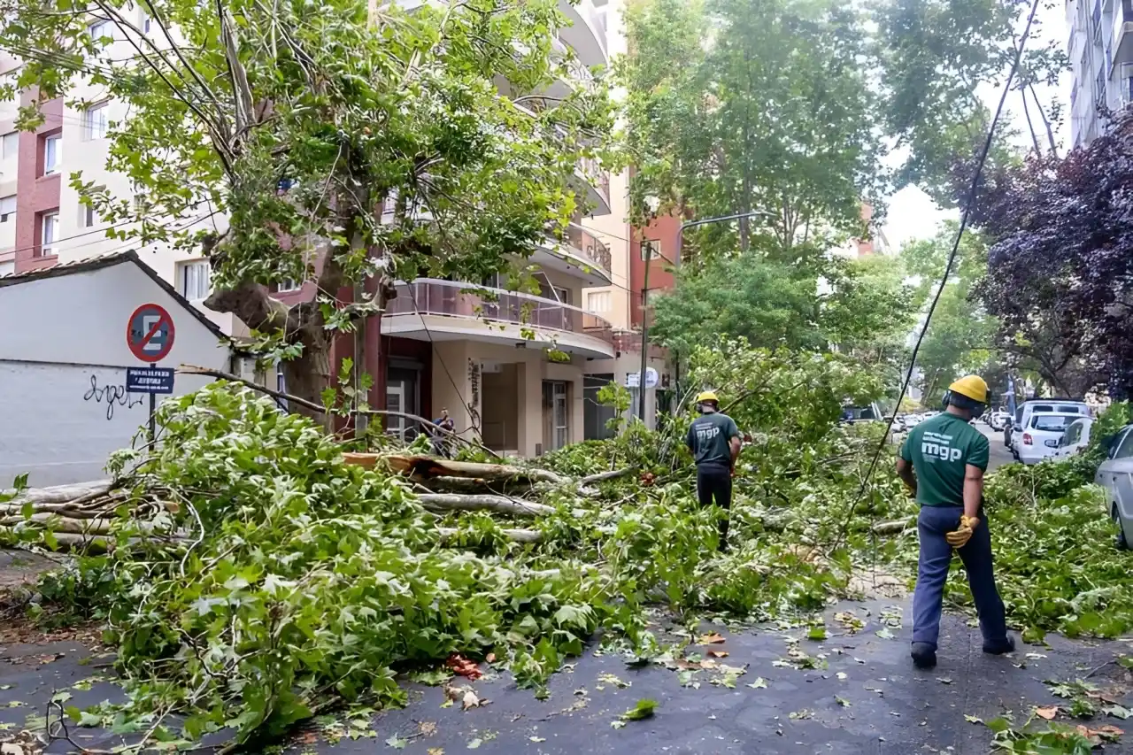 Mar del Plata: un violento temporal que se desató en la madrugada tiró árboles y voló carteles y techos