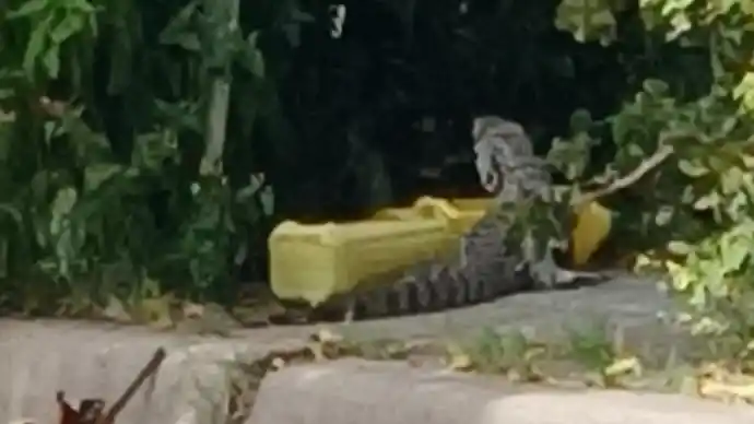 Lagartos en Las Barrancas: "Le cedimos el paso"