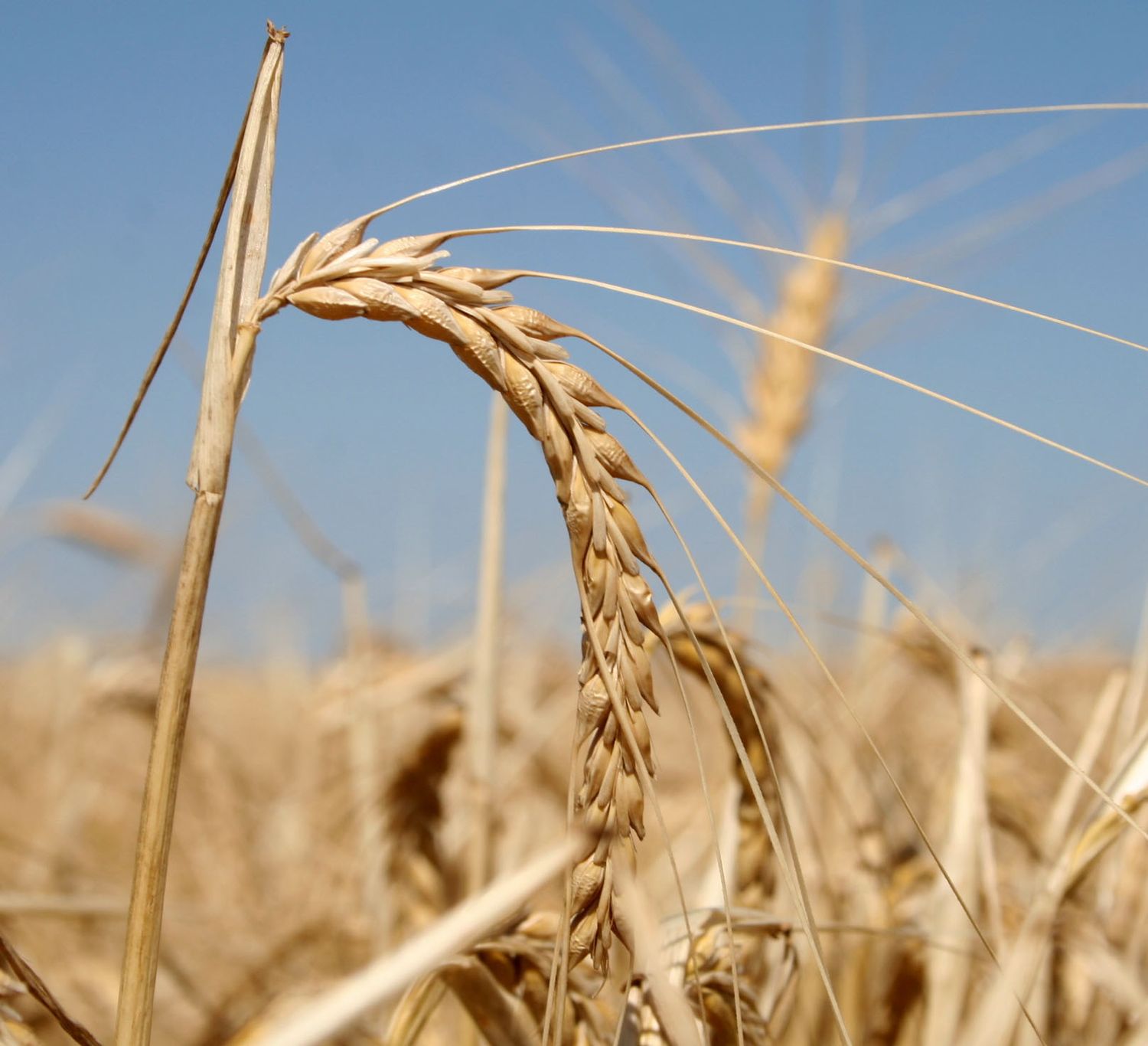 La presión sobre el trigo y el maíz sostienen a la cebada