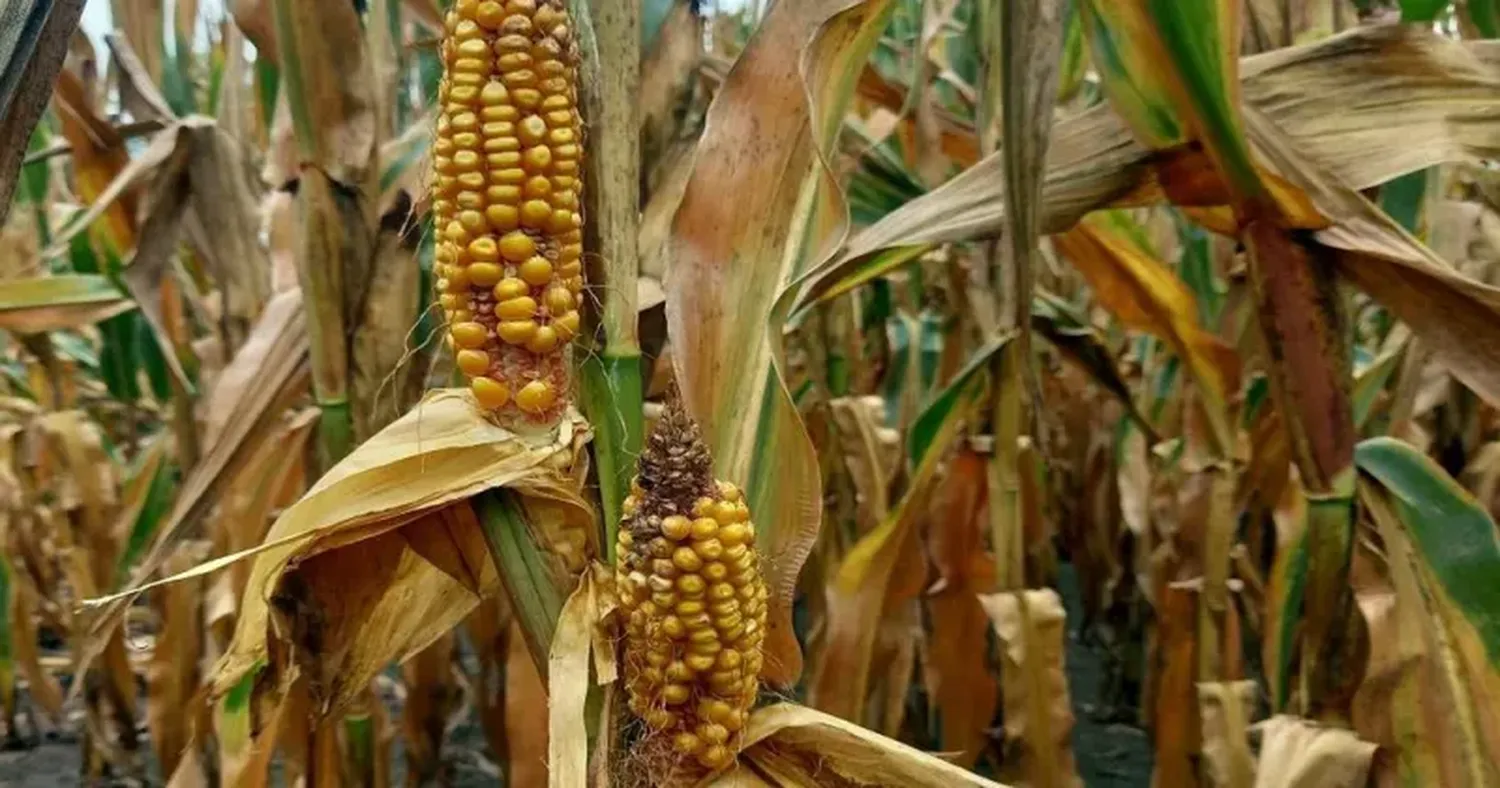 Se estima un rinde promedio nacional de 70,4 qq/ha (6,5 qq/ha menos) y 225.000 hectáreas que se restan del área destinada a la cosecha del grano debido al efecto del spiroplasma.