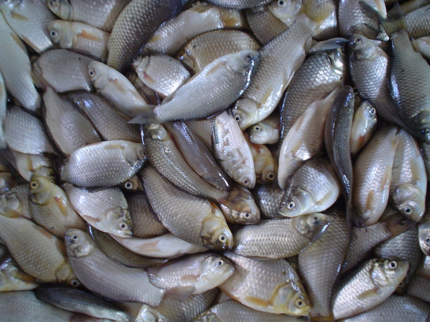 La provincia convocó a una audiencia pública de pesca