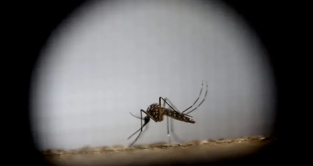 dengue