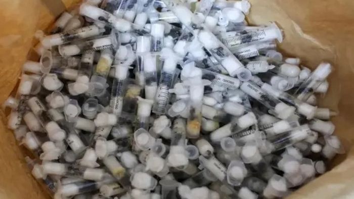 trafico ilegal de hormigas