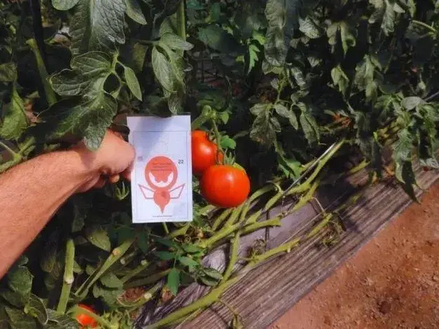INTA Concordia recibió un reconocimiento de la FAO por su trabajo en horticultura sostenible