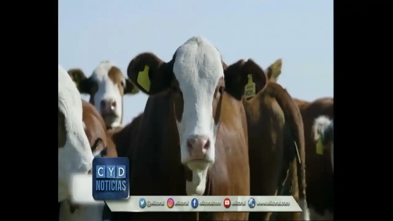 Exportación de carne: ¿Cuál será el impacto de las flexibilizaciones?
