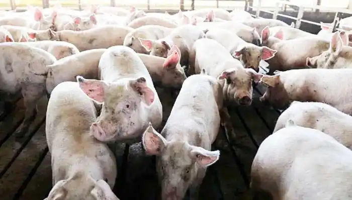 Alerta sanitaria ante la amenaza de la Peste Porcina Africana