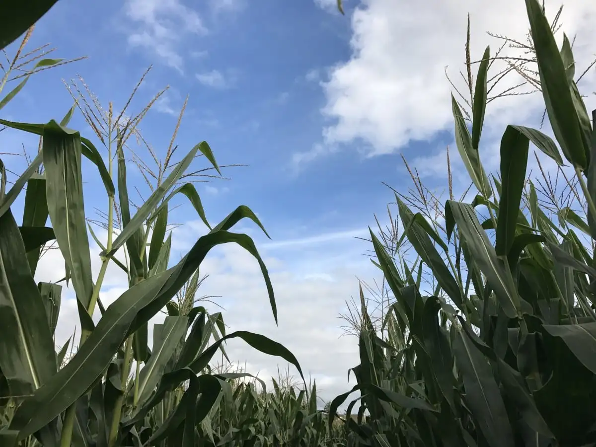 Realizarán en agosto la Semana de la Agronomía