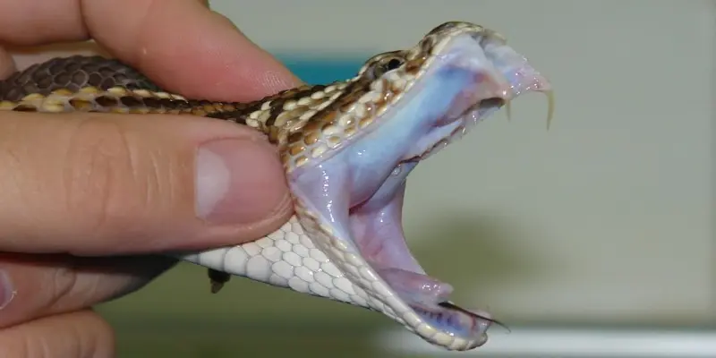 ¡NO ENCONTRARON EL SUERO ANTIOFÍDICO! Muere niña de dos años por mordida de una serpiente