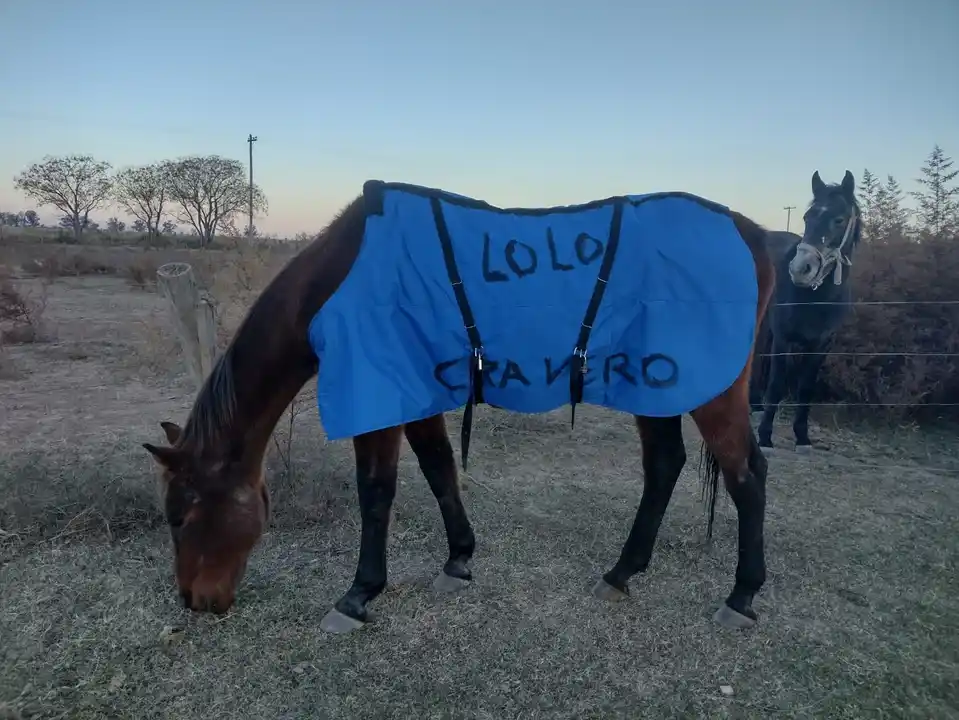 Le robaron su manta Lolo Cravero, el viejo caballo que vive en Brisas del Sur