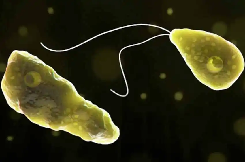 Murió un nene a causa de una ameba «come cerebros»