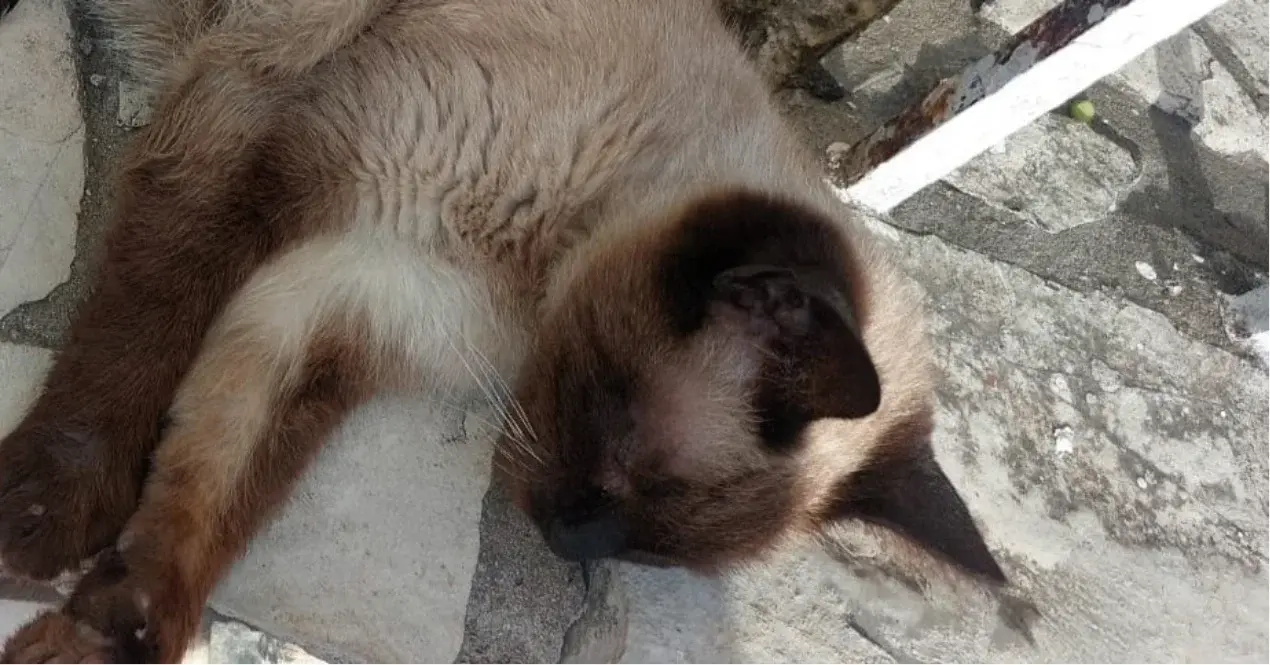 Buscan con urgencia al dueño de un gatito siamés