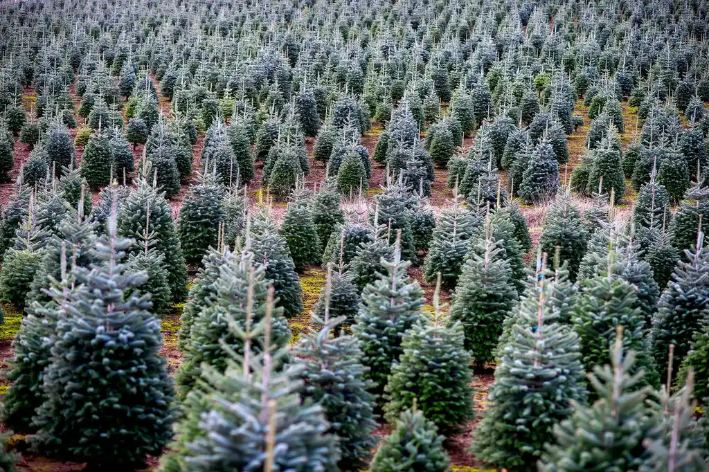 Los árboles artificiales están dando un golpe a la industria del cultivo de árboles de Navidad.Credit...Amanda Lucier para The New York Times