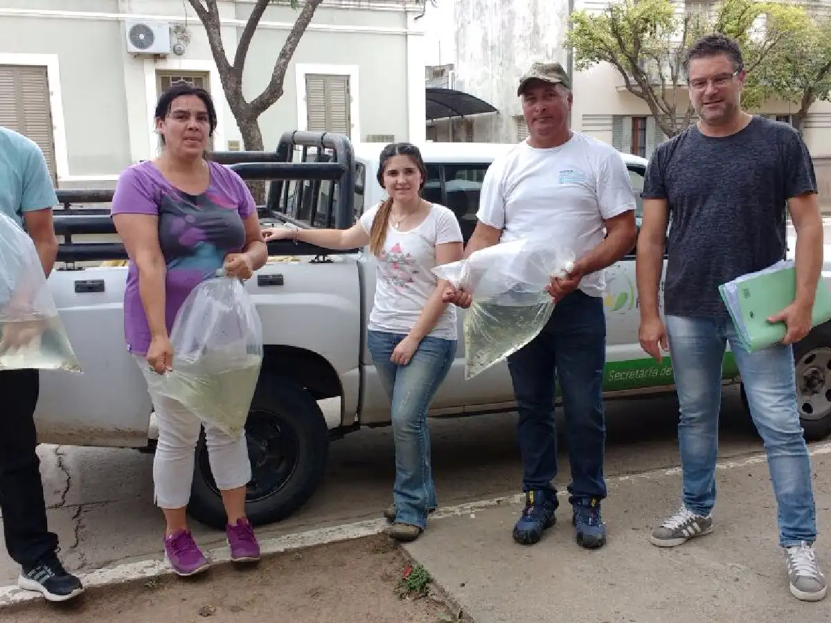 Freyre: peces larvívoros para prevenir el dengue