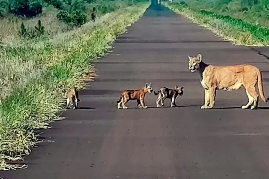 Buenas noticias: avistaron una familia de pumas en Corrientes tras los incendios