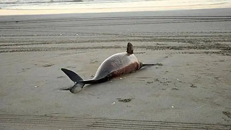 Los ejemplares fueron hallados en la zona de La Perla.