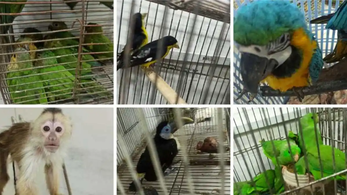 Rescataron a un mono y más de  30 aves de una red de comercio de fauna silvestre en Caracas