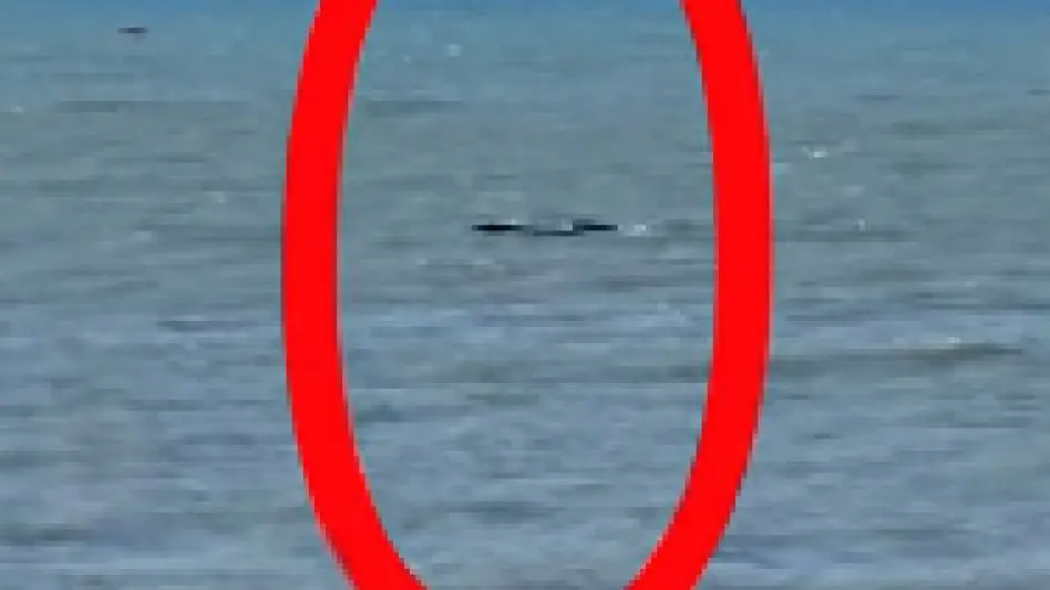 Avistaje de ballenas en la costa de Santa Clara