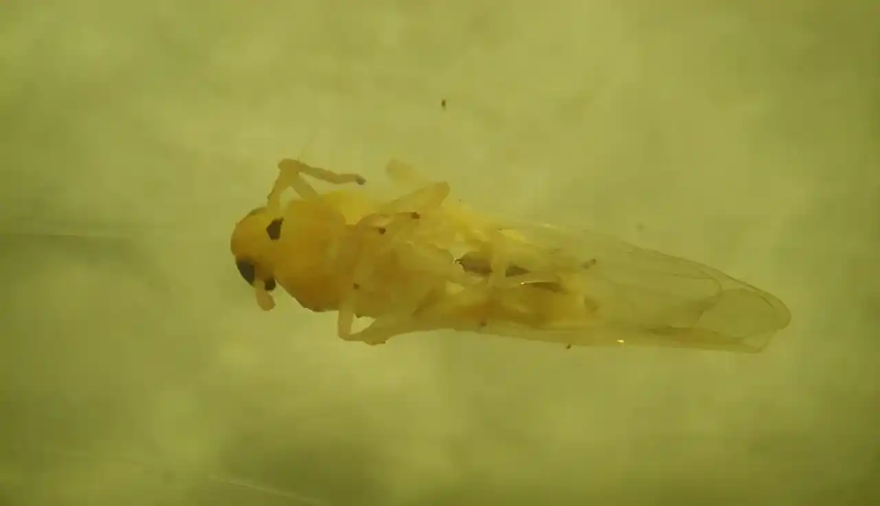 Alarma para productores de trigo y maíz: detectan presencia de chicharrita africana en dos provincias