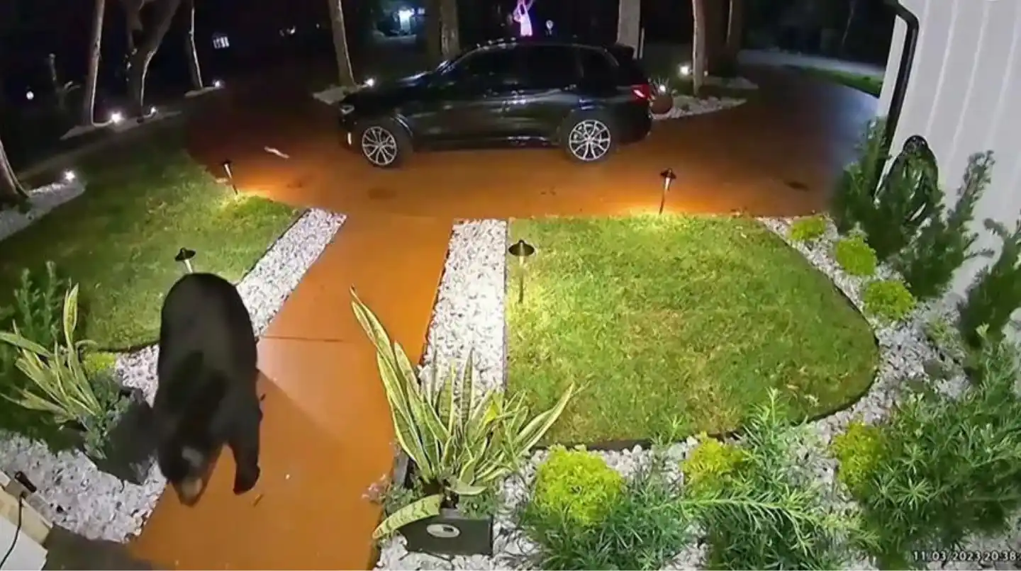 Oso cruza el jardín para conseguir comida, en EE.UU