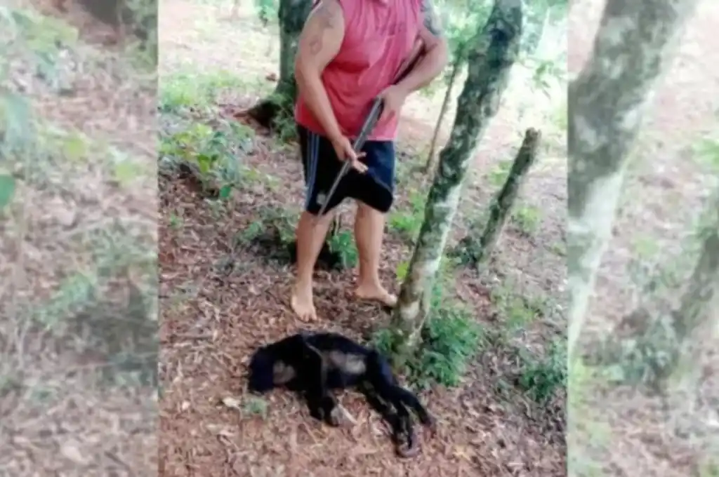 maltrato animal en Misiones