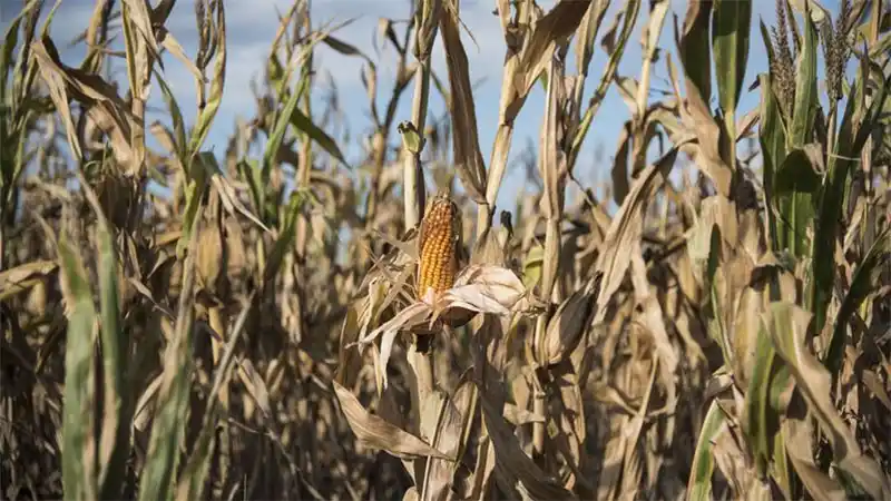 Afirman que la peor sequía en 60 años generó “efectos devastadores”