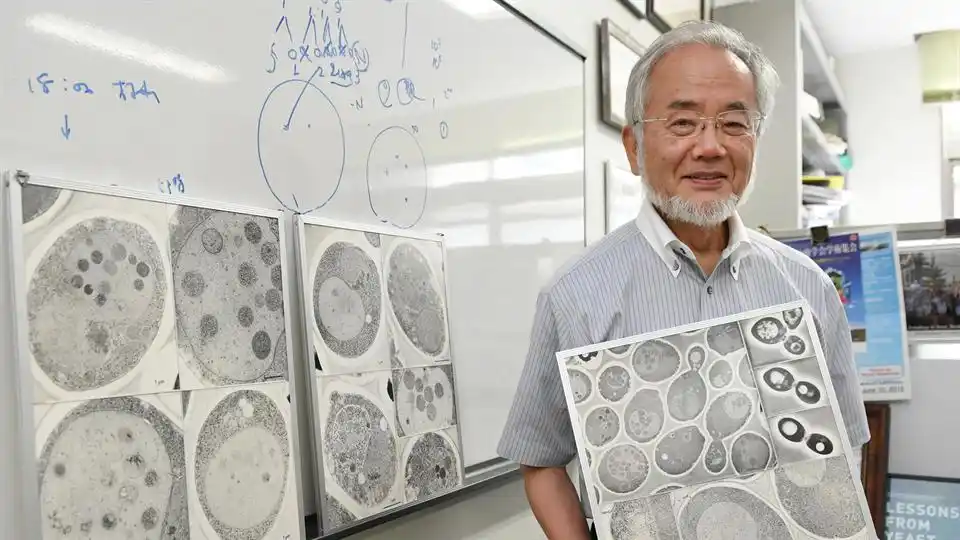 Nobel de Medicina para Yoshinori Ohsumi