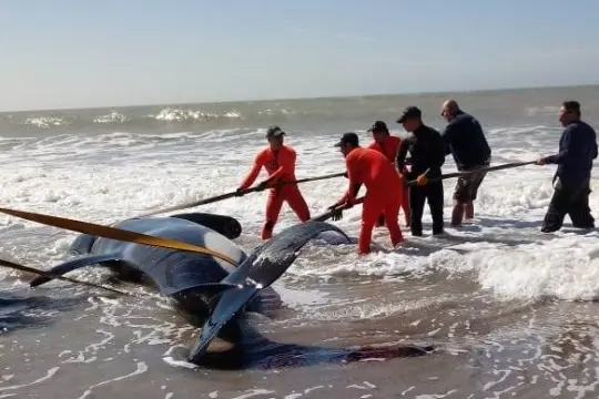Siete orcas quedaron varadas en Mar Chiquita y alteraron el paisaje costero