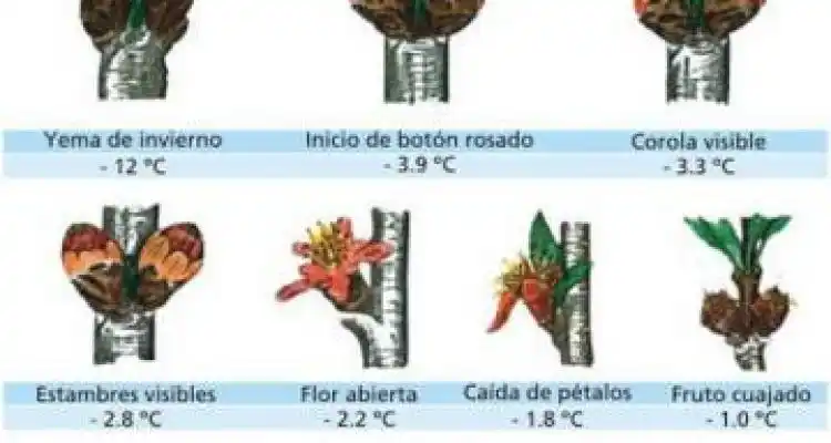 Control de heladas para la ola polar