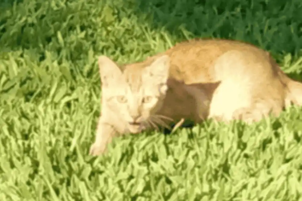 Macabro hallazgo en Ricardone: entraron a una vivienda, mataron a un gato y lo colgaron de una sombrilla