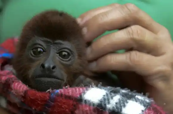 Así salvaron a un bebé Mono Aullador brutalmente atacado en el Meta