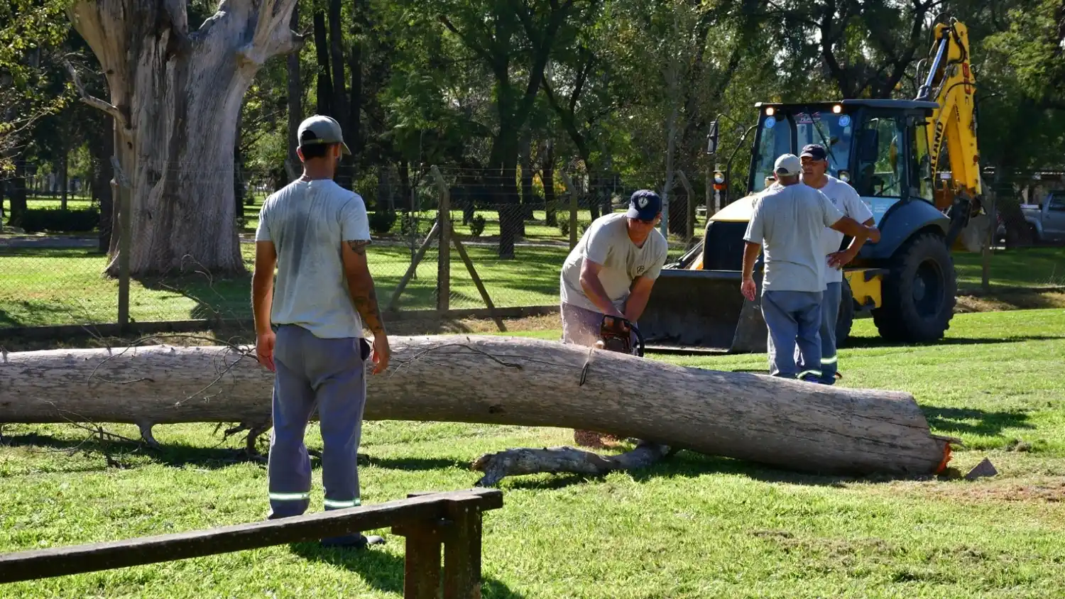 municipio retiró arboles secos