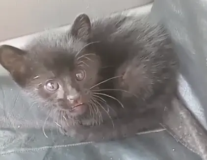 “Me parece que vi un lindo gatito”: rescataron a un cachorro de gato montés en el barrio 2 de Abril