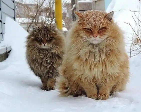 Estos gatos crecieron un poco más de lo común: Mirá el álbum 