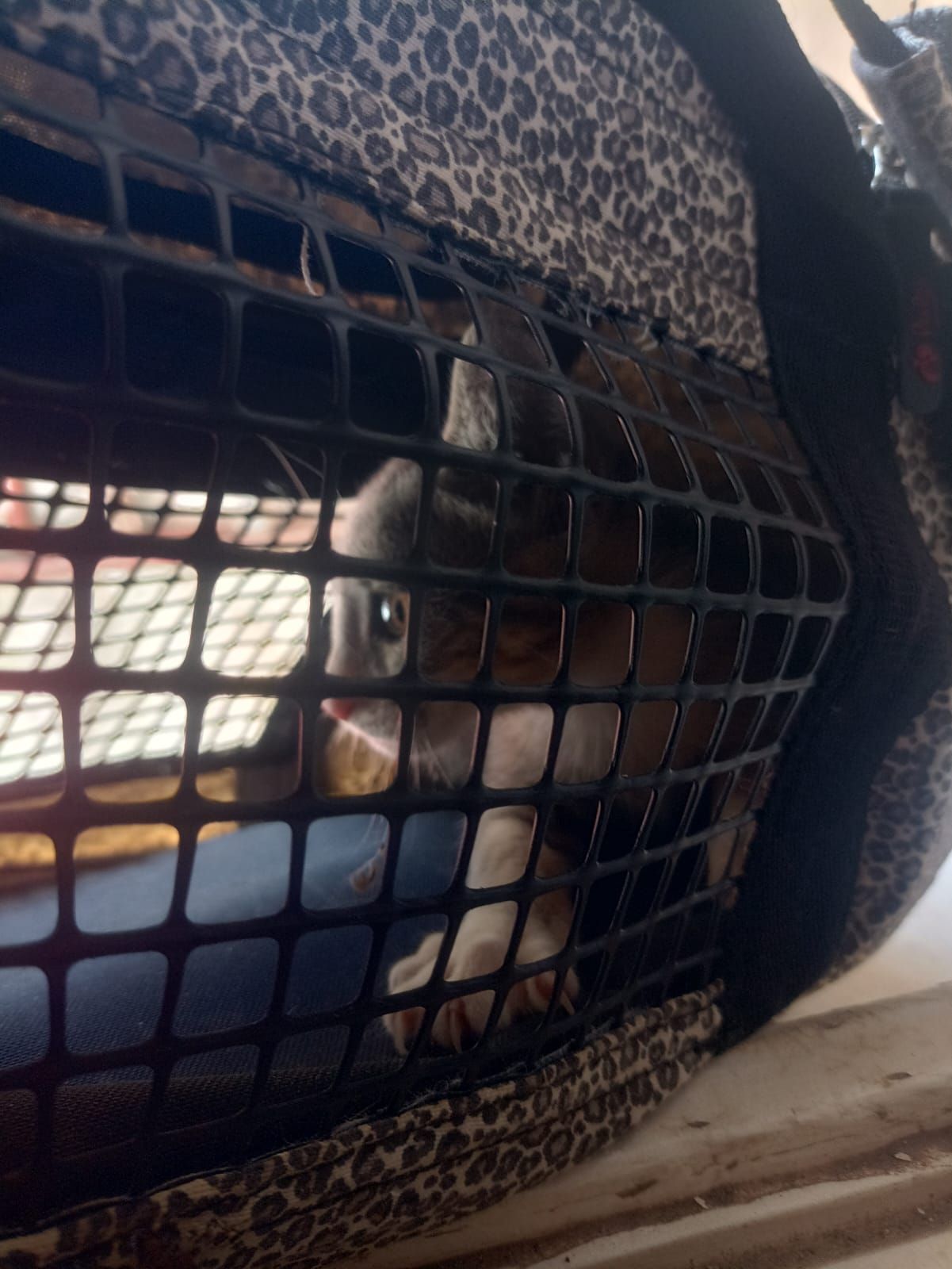 Bomberos rescataron a un gatito que quedó atrapado en una claraboya y no podía bajar